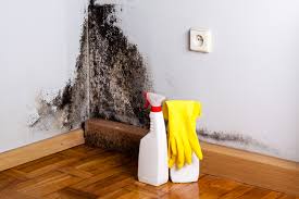 Mold Documentation for Insurance Claims in Rolla, MO